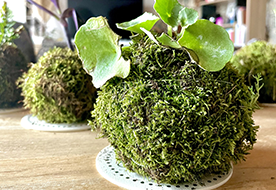 atelier kokedama pour les particuliers